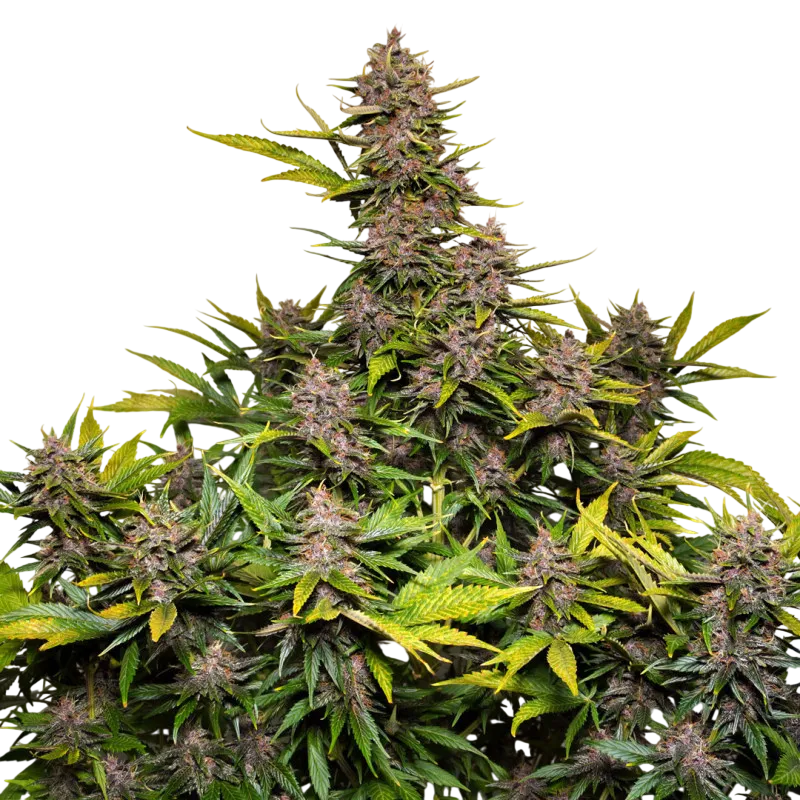 Forbidden Cherry Auto | AUTOFEM | Dutch Passion