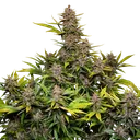 Forbidden Cherry Auto | AUTOFEM | Dutch Passion