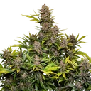 Forbidden Cherry Auto | AUTOFEM | Dutch Passion