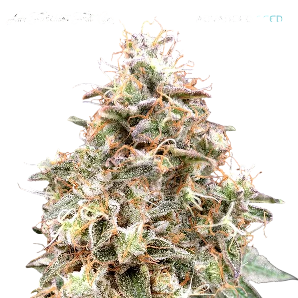 Forbidden Fruit Auto | AUTOFEM | Advanced Seeds