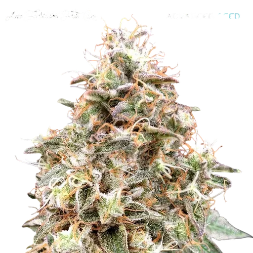 Forbidden Fruit Auto