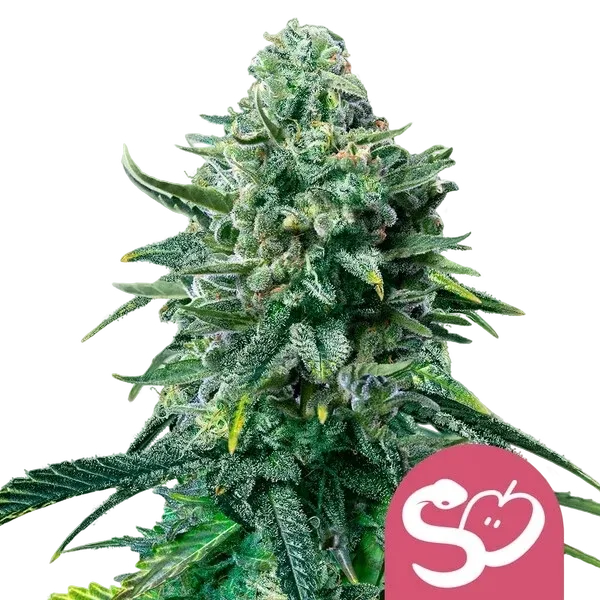 Forbidden Fruit | PHOTOFEM | Royal Queen Seeds