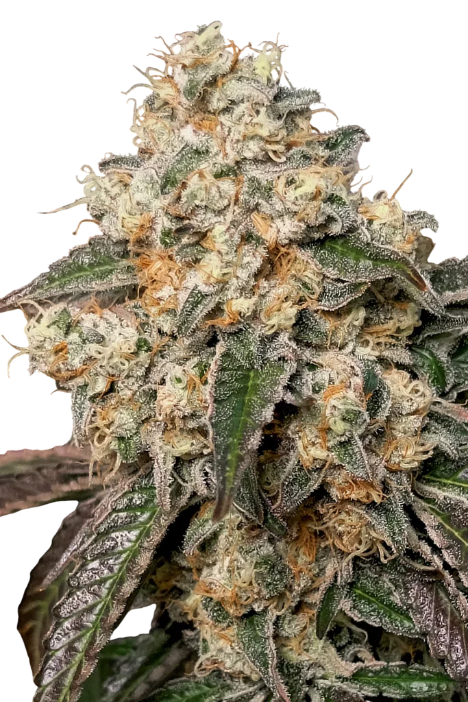 Forbidden Fruit Cake | PHOTOFEM | Advanced Seeds
