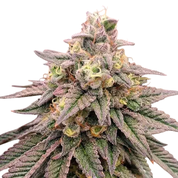 Forbidden Fruit FAST | PHOTOFEM | Humboldt Seed Org.
