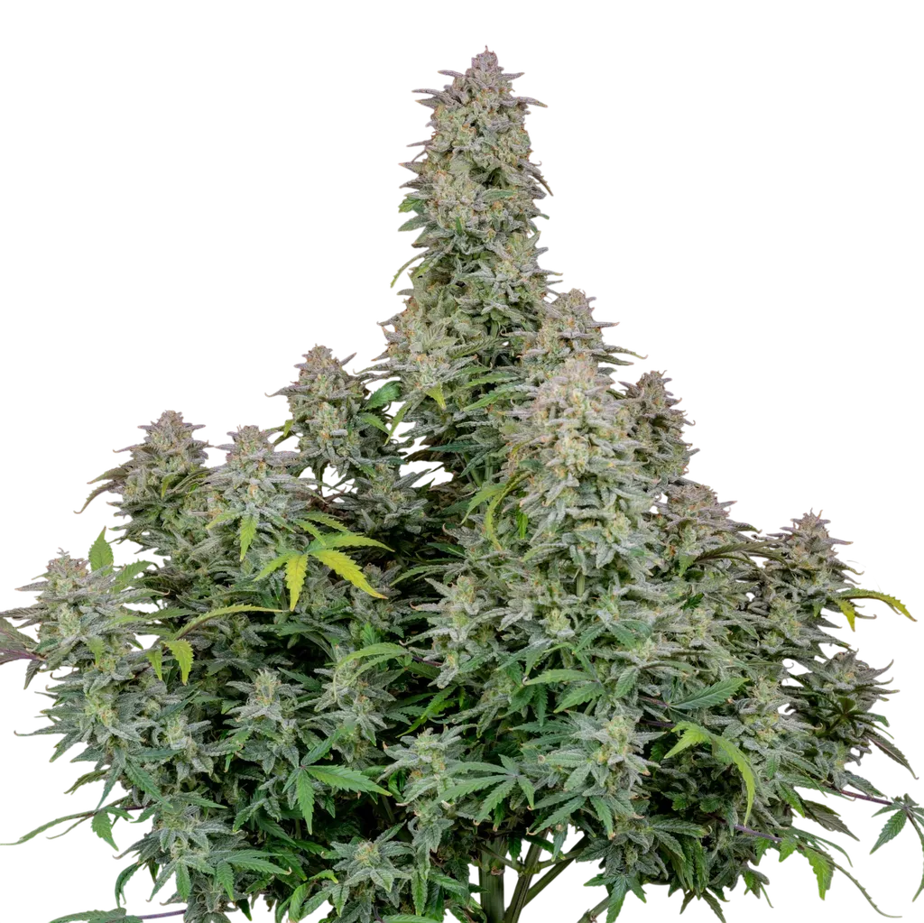Forbidden Runtz Auto | AUTOFEM | Fast Buds