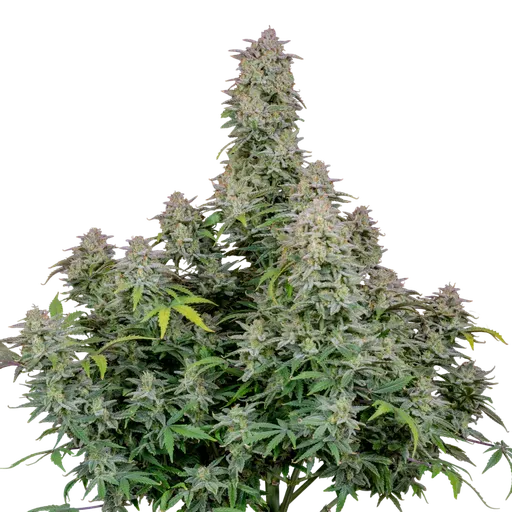 Forbidden Runtz Auto | AUTOFEM | Fast Buds