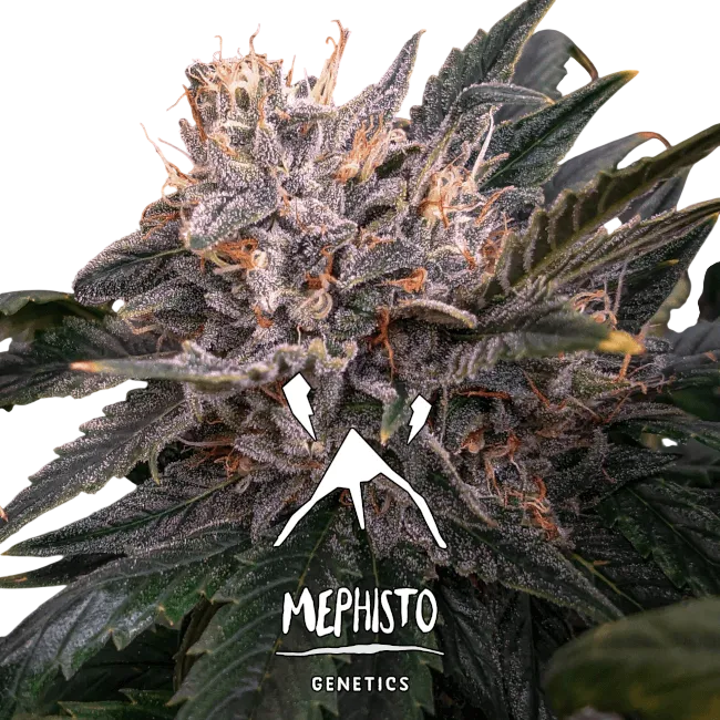 Forgotten Cookies Auto | AUTOFEM | Mephisto Genetics