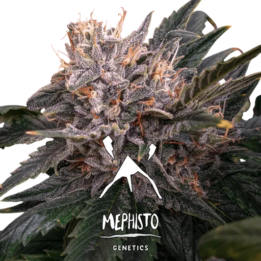 Forgotten Cookies Auto