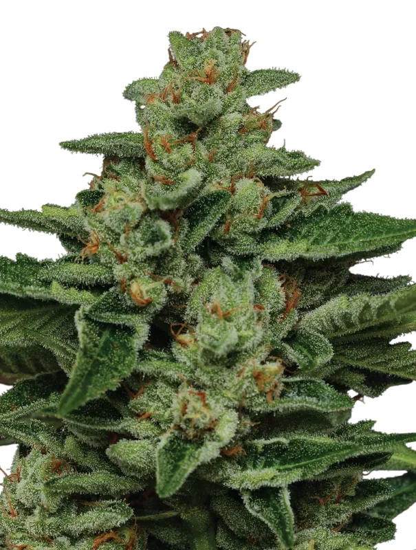 Fortune Cookie | PHOTOFEM | Humboldt Seed Co.