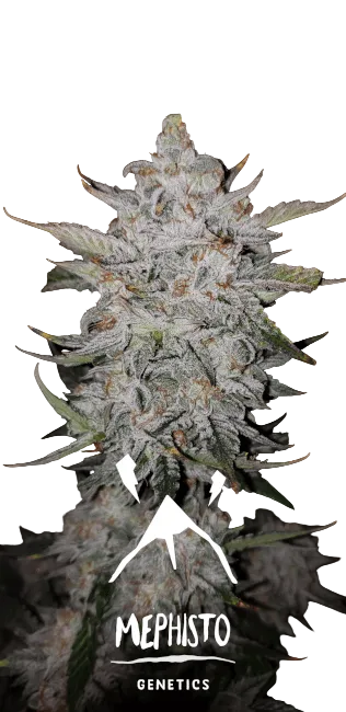 Forum Stomper Auto | AUTOFEM | Mephisto Genetics
