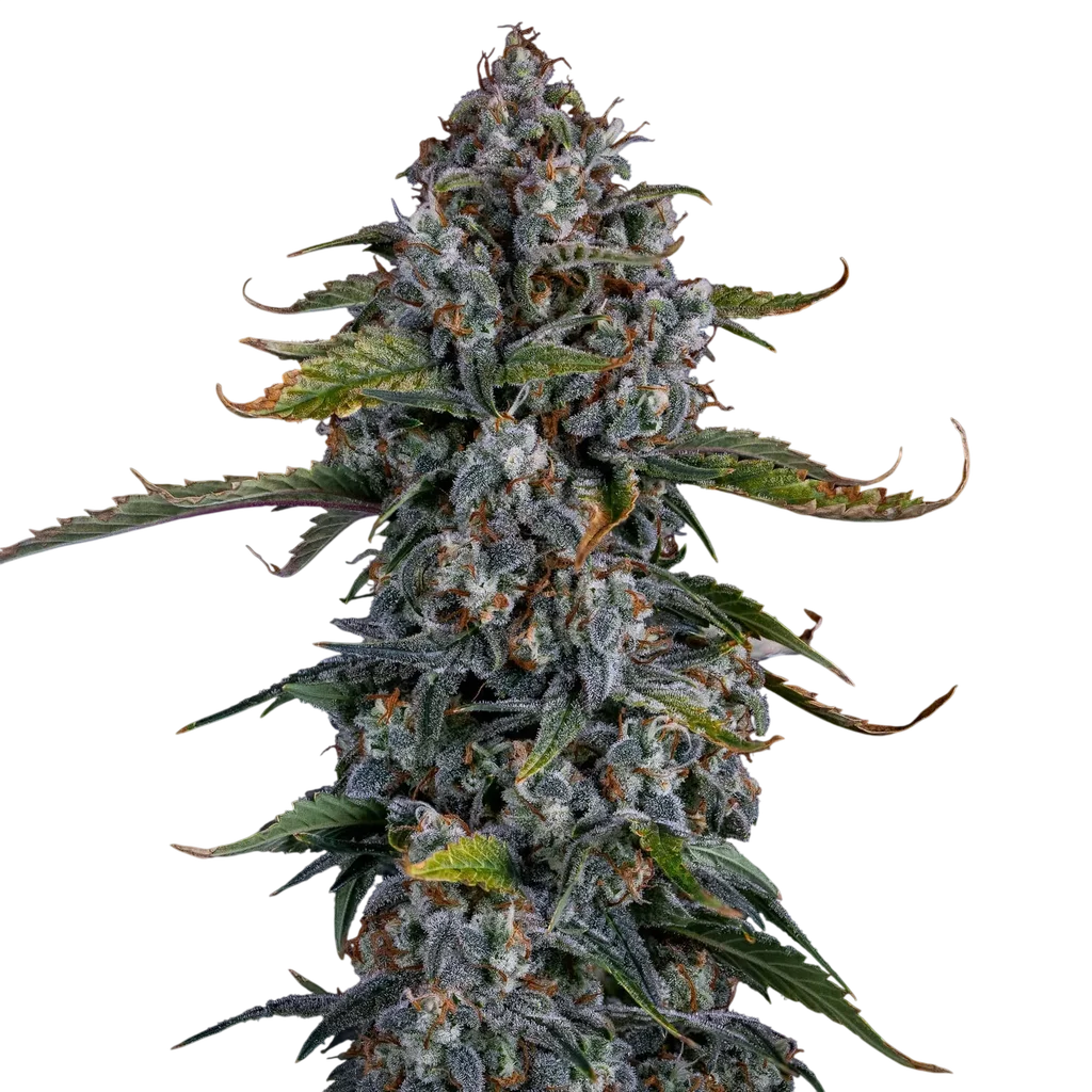 Forum Stomper Auto – Produktansicht