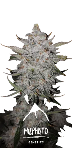 Forum Stomper Auto