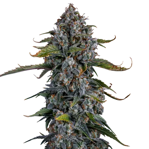 Forum Stomper Auto