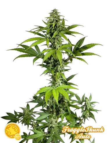 Fraggle Skunk Auto