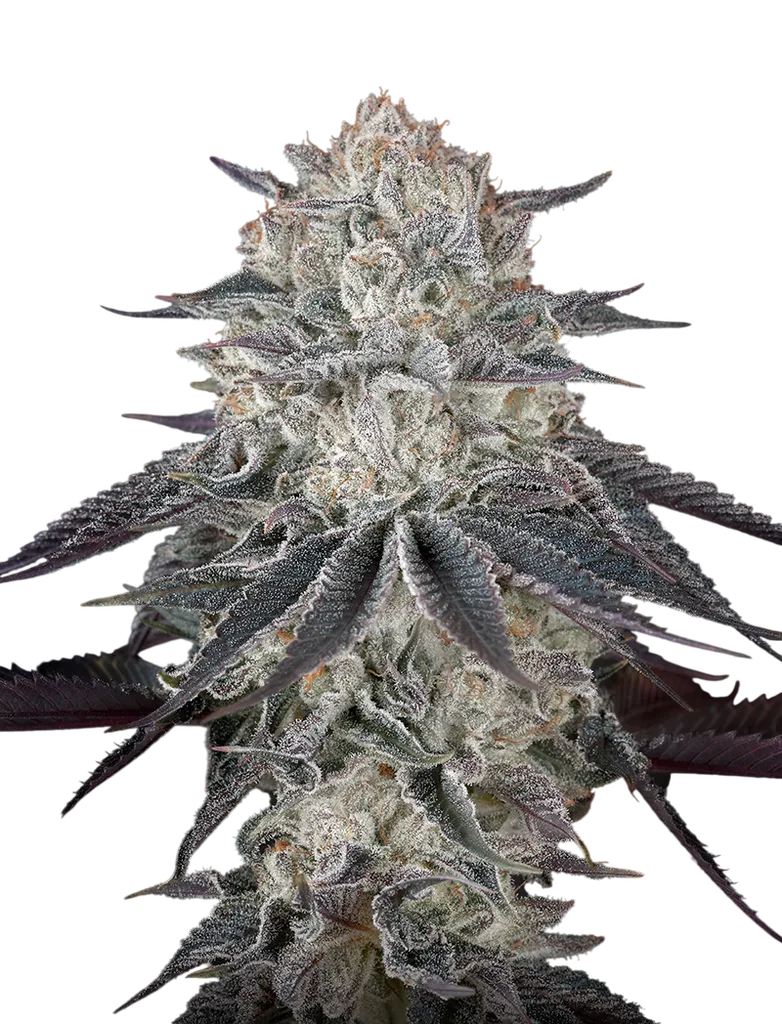 Francos Fullgas | PHOTOFEM | Greenhouse Seed Co.