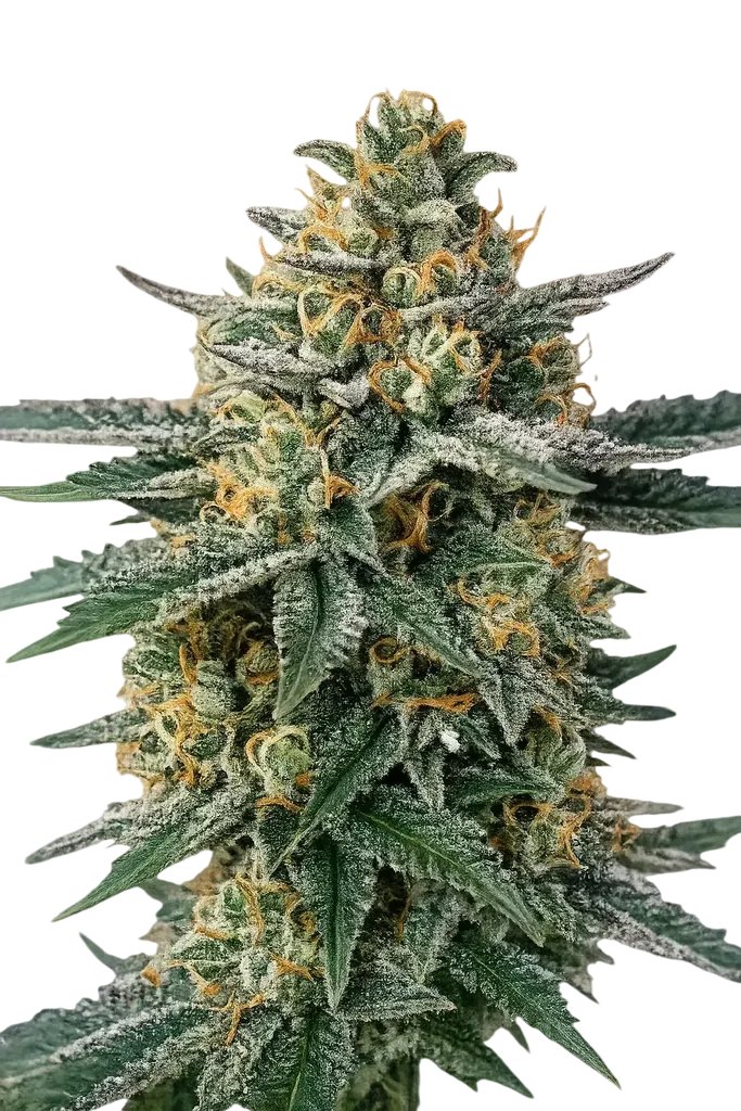 Alien OG | PHOTOFEM | Cali Connection