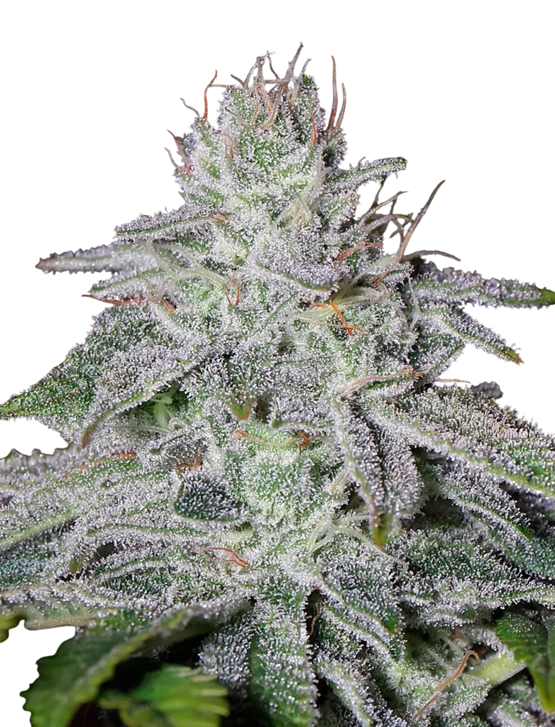 Francos Lemon Cheese – Produktansicht