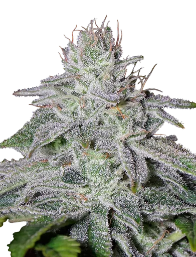 Francos Lemon Cheese