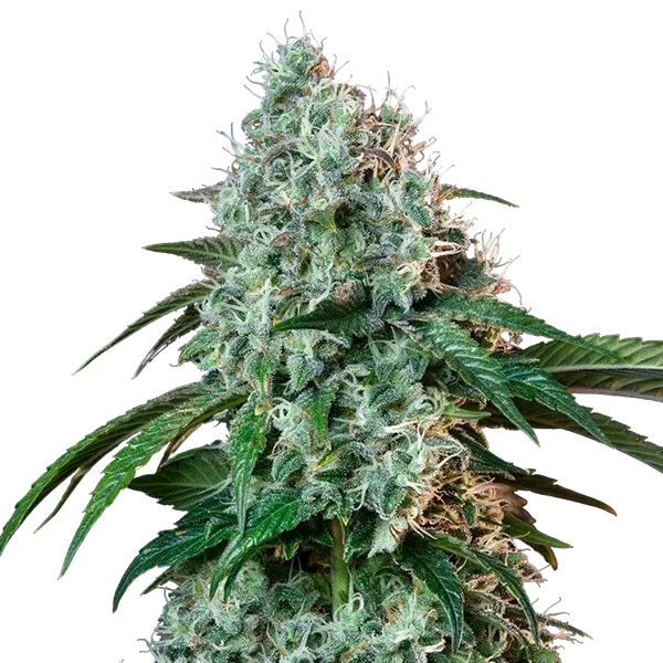 HulkBerry | PHOTOFEM | Royal Queen Seeds