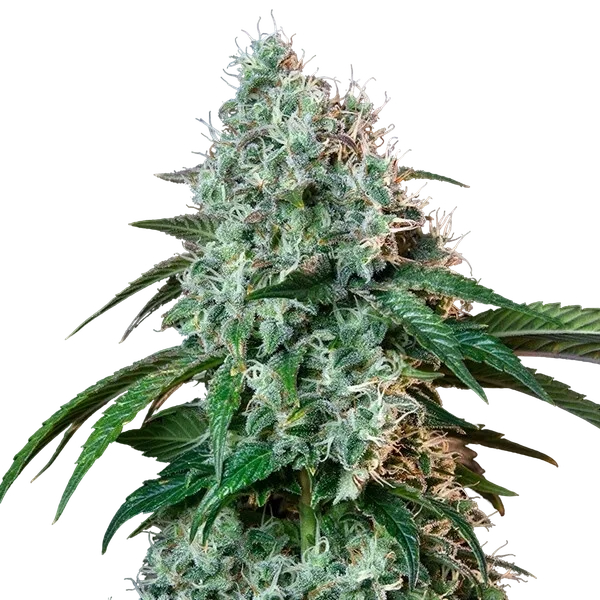 HulkBerry | PHOTOFEM | Royal Queen Seeds