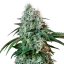 HulkBerry | PHOTOFEM | Royal Queen Seeds