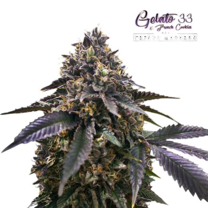 French Macaron | PHOTOFEM | T.H. Seeds