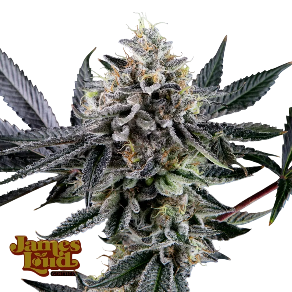 Frosted Biscotti Auto | AUTOFEM | James Loud Genetics