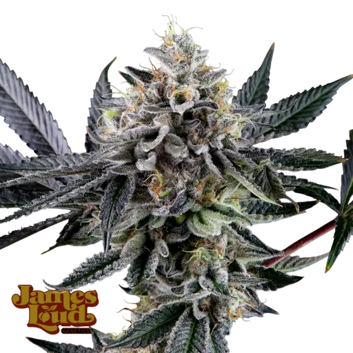 Frosted Biscotti Auto