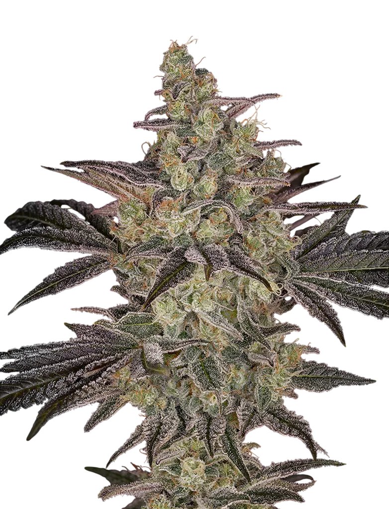 Frosted Guava Auto | AUTOFEM | Greenhouse Seed Co.