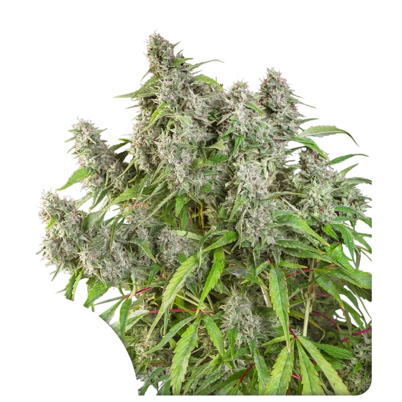 Frosty Friday | PHOTOREG | Super Sativa Seed Club