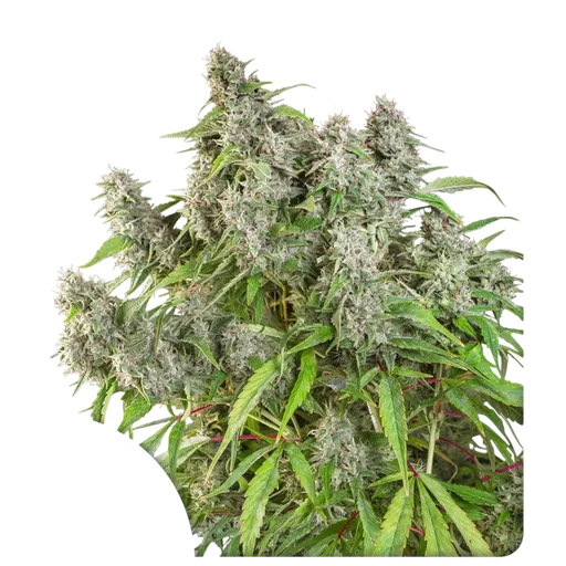 Frosty Friday