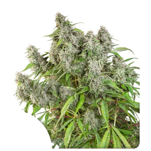 Frosty Friday