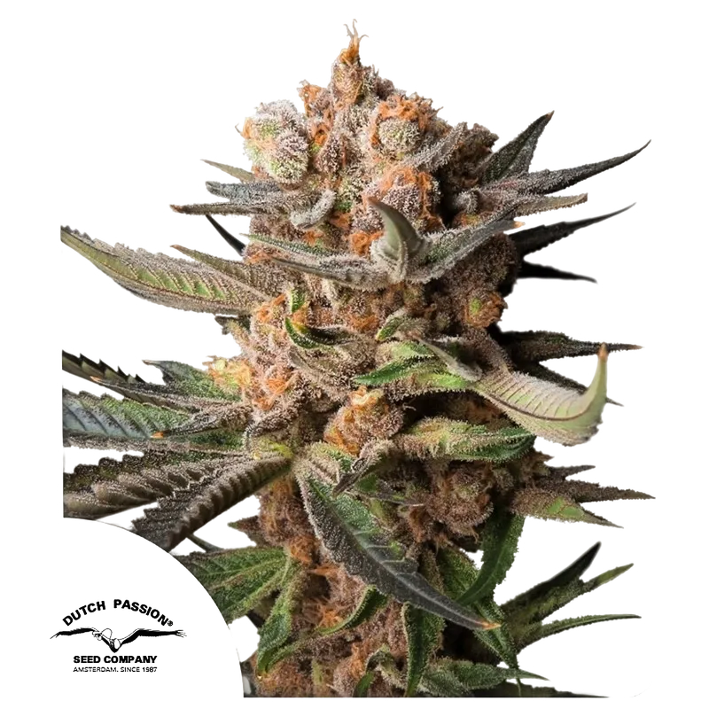 Frozen Biscotti Auto | AUTOFEM | Dutch Passion