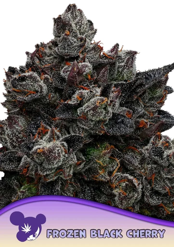 Frozen Black Cherry | PHOTOFEM | Anesia Seeds