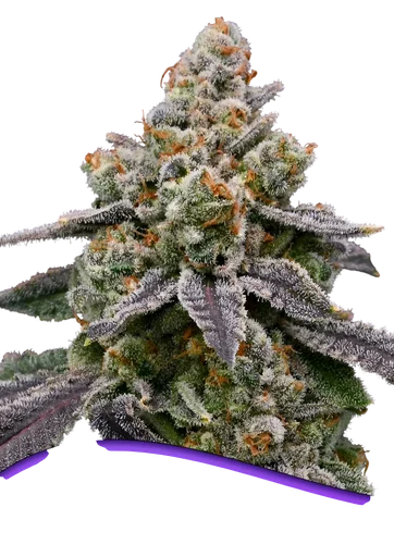 Frozen Face Auto