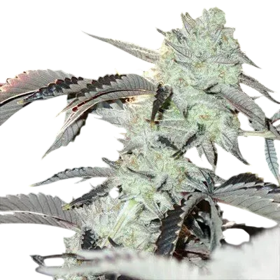 Frozen Gelato | PHOTOFEM | In House Genetics