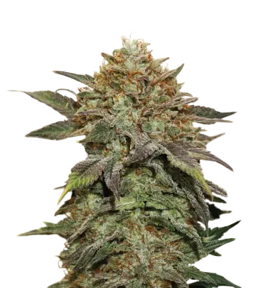 Fruit Cake | PHOTOFEM | Seedstockers