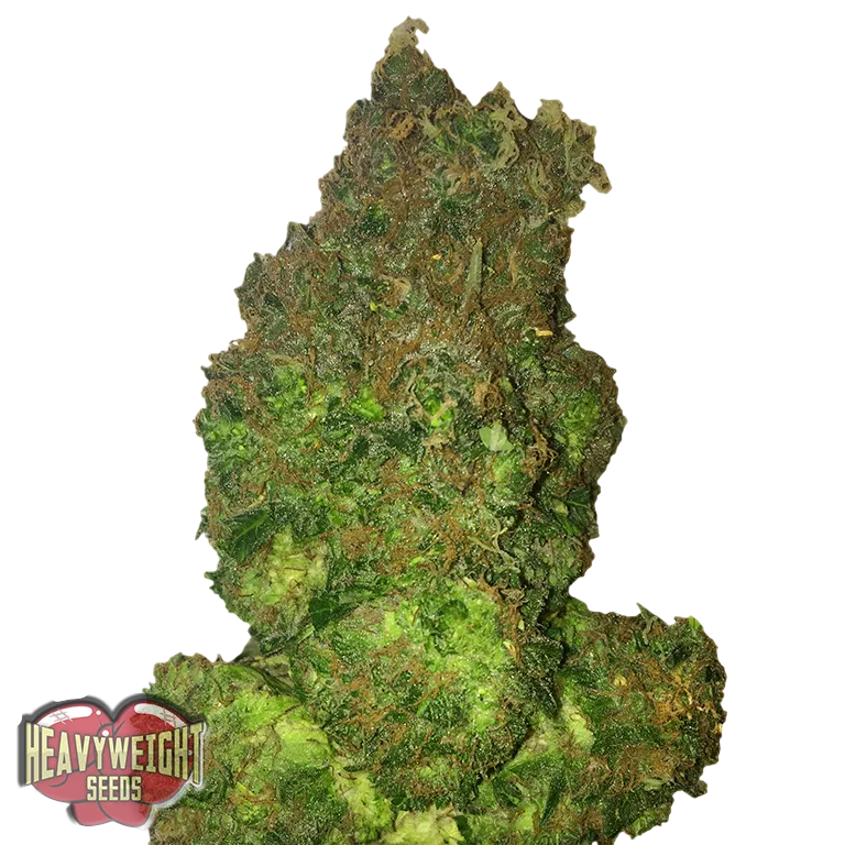 Fruit Punch Auto | AUTOFEM | Heavyweight Seeds