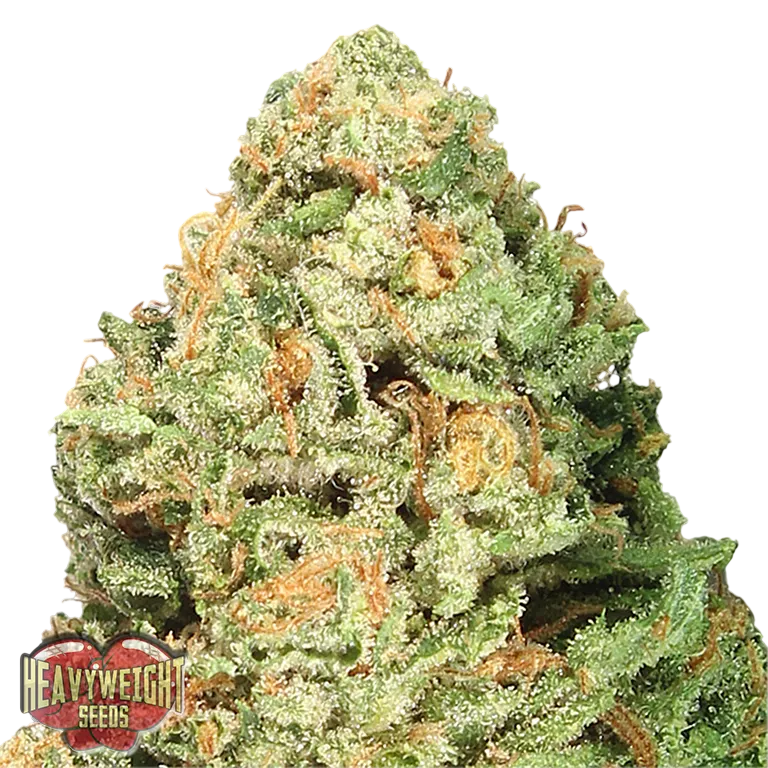 Fruit Punch | PHOTOFEM | Heavyweight Seeds