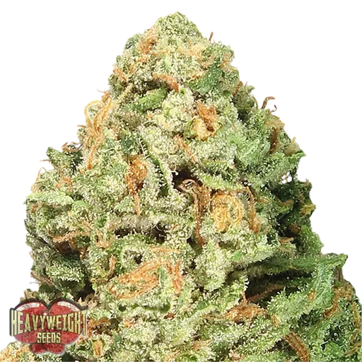 Fruit Punch