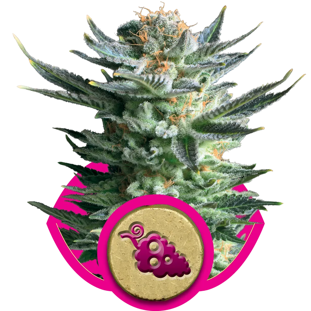 Fruit Spirit | PHOTOFEM | Royal Queen Seeds