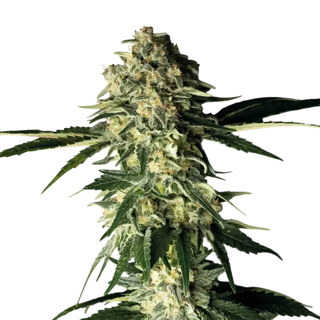 Fuel D.OG | PHOTOFEM | Seedsman