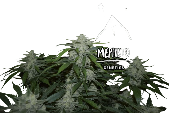 Fugue State Auto | AUTOFEM | Mephisto Genetics