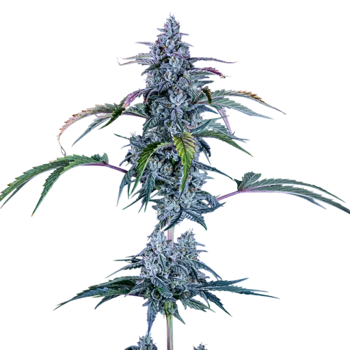 Fugue State Auto