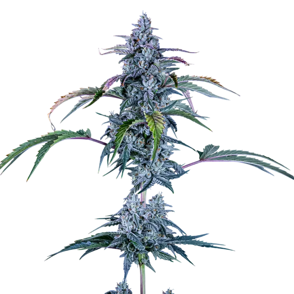 Fugue State Auto | AUTOFEM | Mephisto Genetics