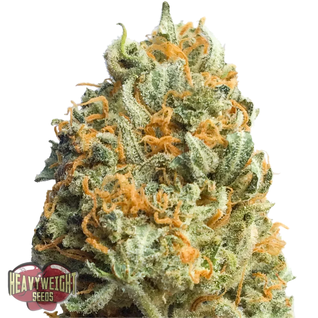 Fully Loaded Auto | AUTOFEM | Heavyweight Seeds
