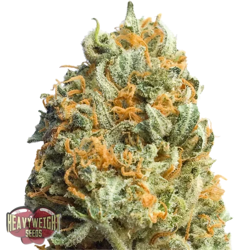 Fully Loaded Auto