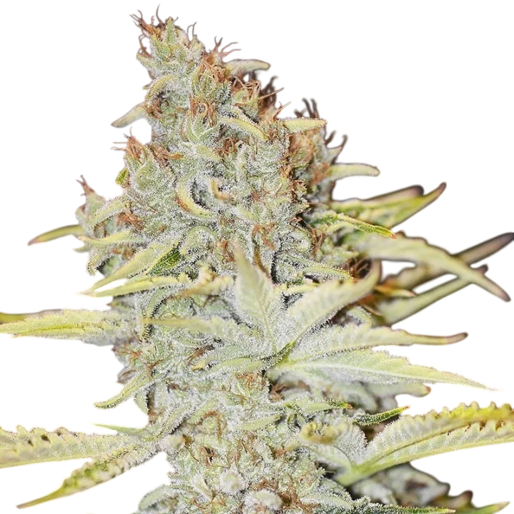 Furious Candy | PHOTOFEM | Eva Seeds
