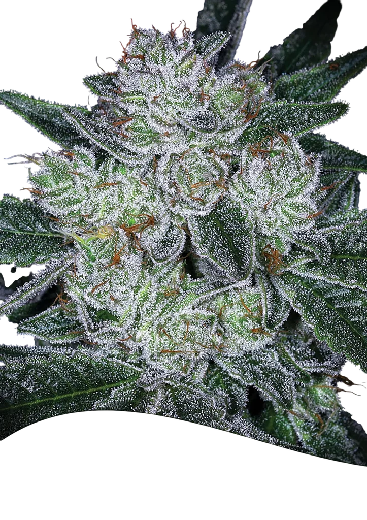 Future #1 Auto | AUTOFEM | Anesia Seeds