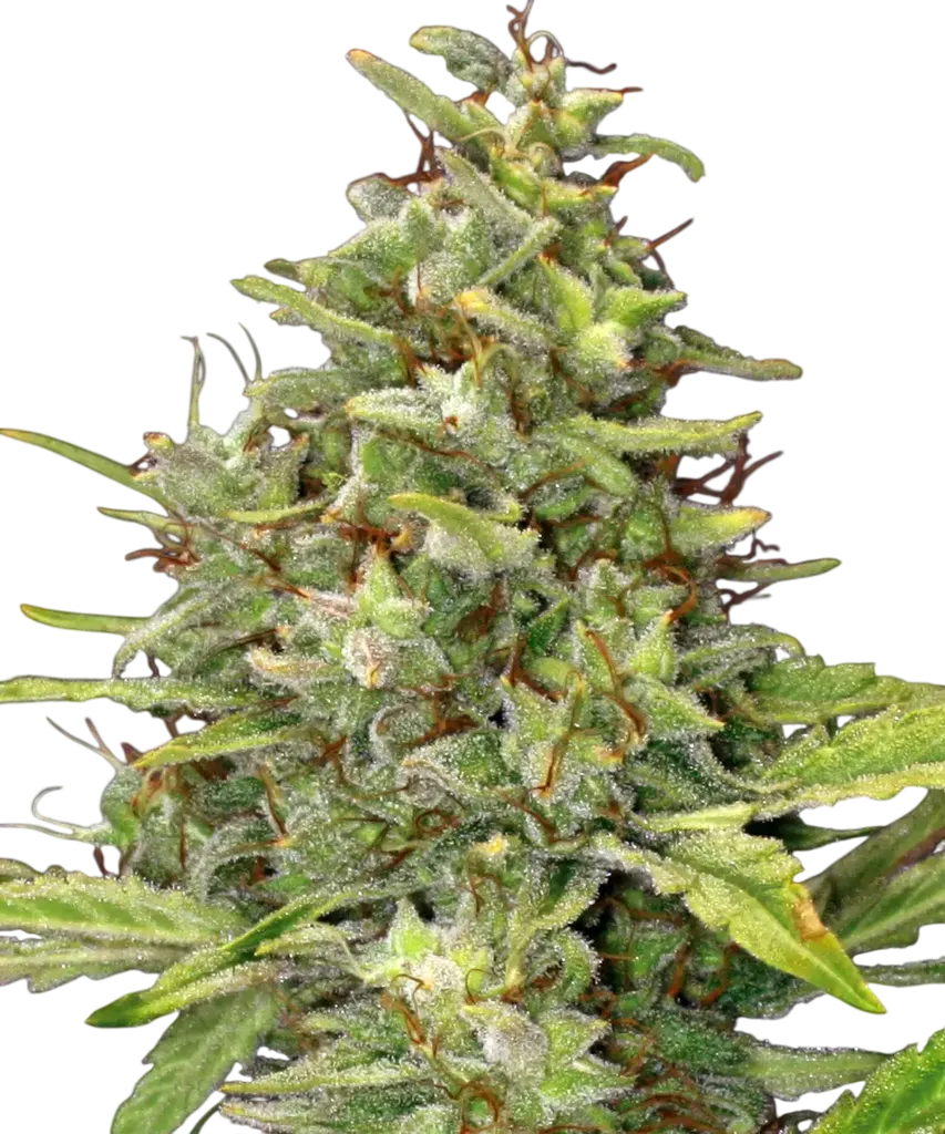 G13 Haze | PHOTOFEM | Barneys Farm